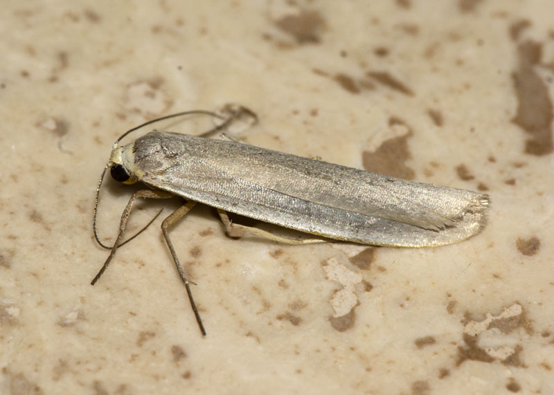 Eilema pygmaeola, Erebidae